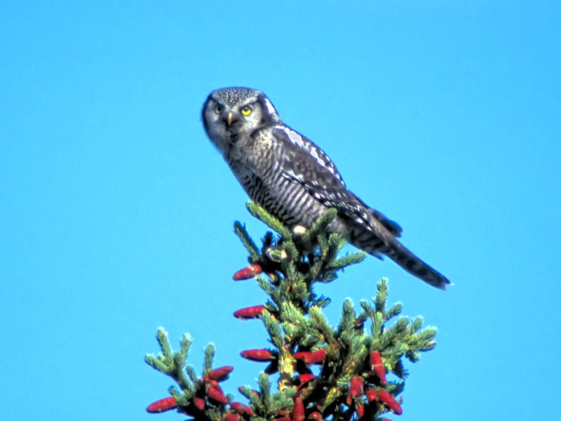 Northern Hawk Owl, Top of the World Hwy, Yukon